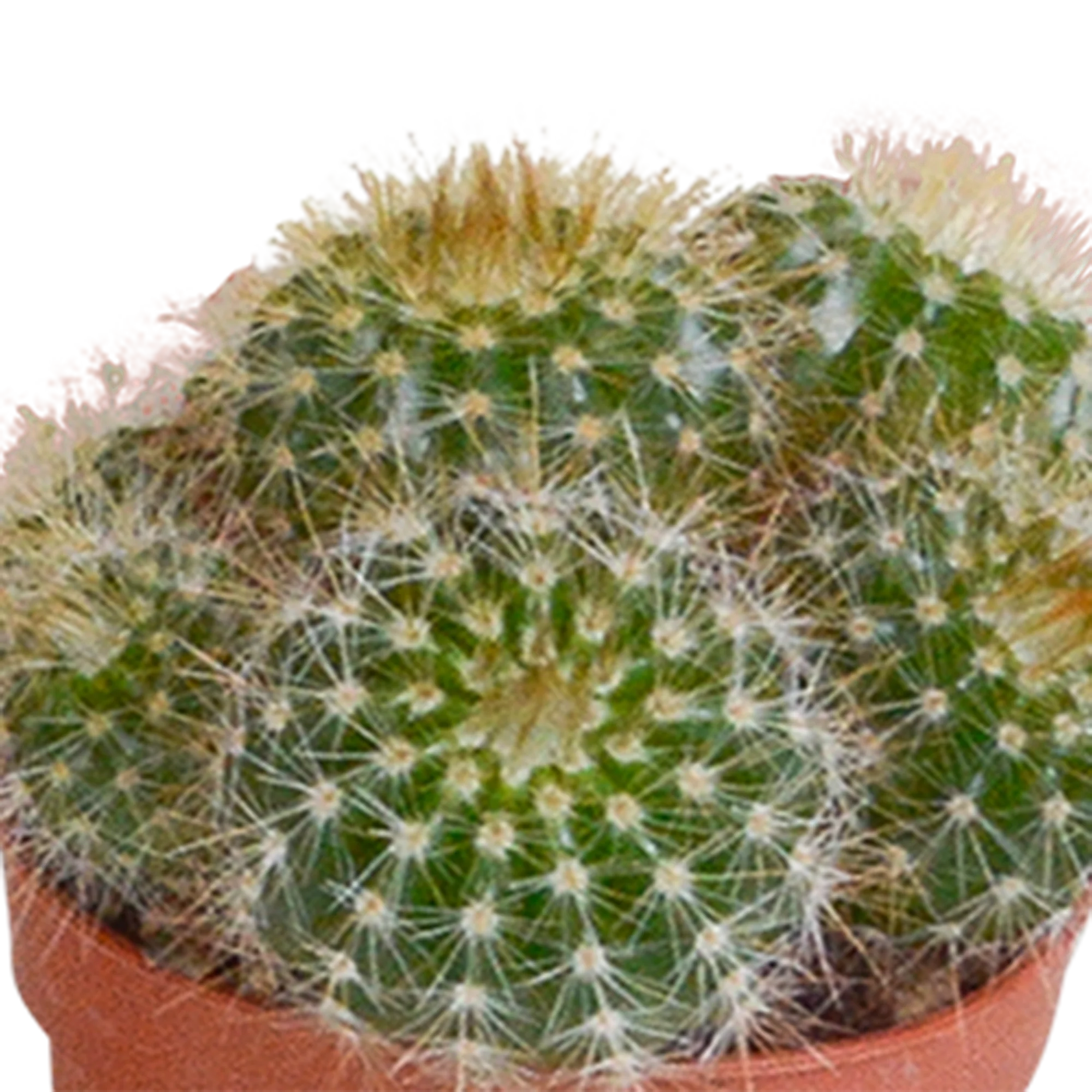 Fünf Kakteen in einer Mischung