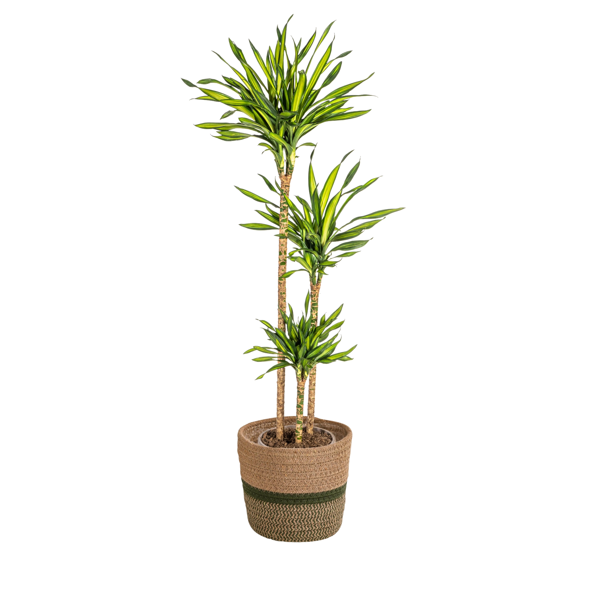 Dracaena Deremensis Rikki - Gesamtansicht, dunkelgrüne schmale Blätter