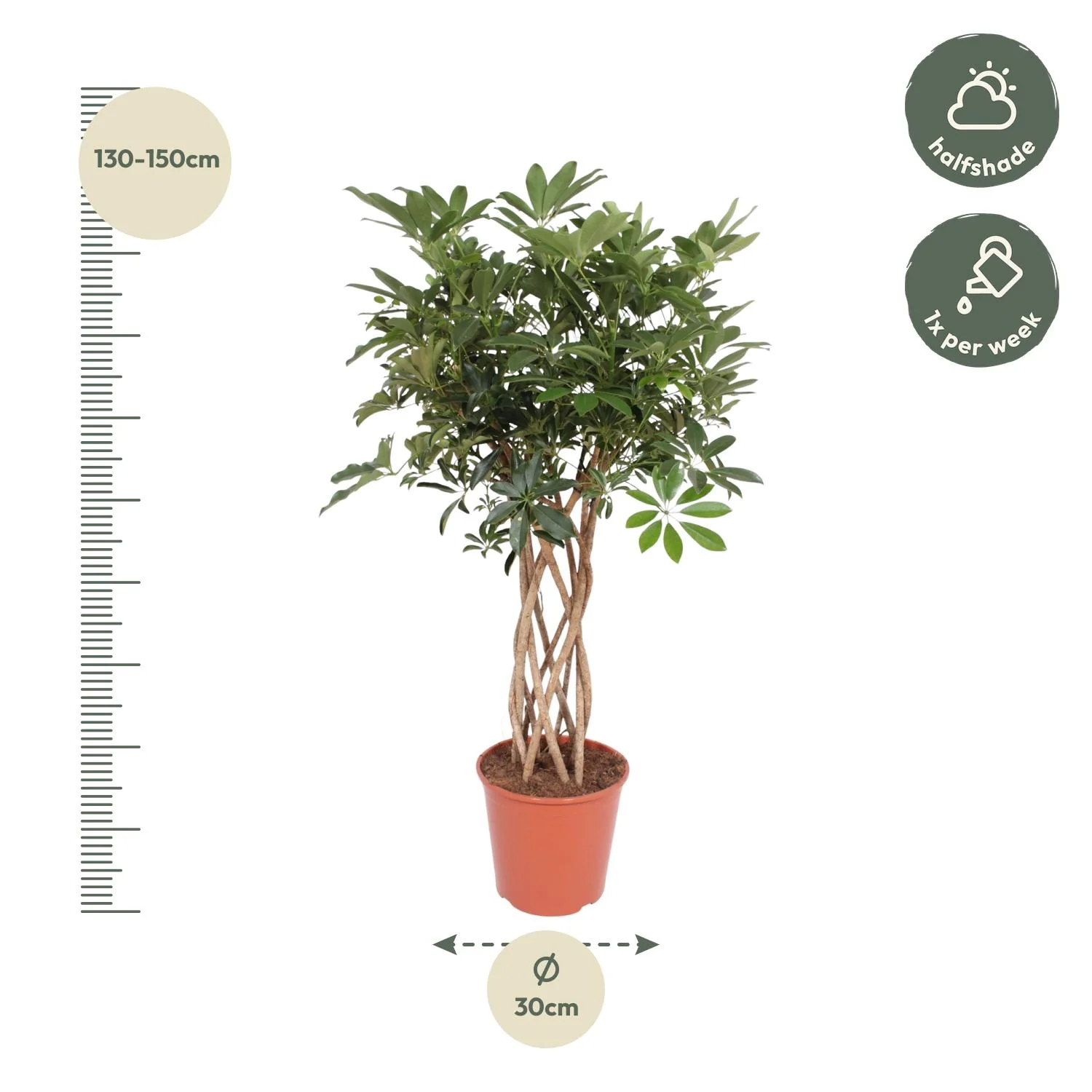 Schefflera arboricola compacta – dekorative Zimmerpflanze