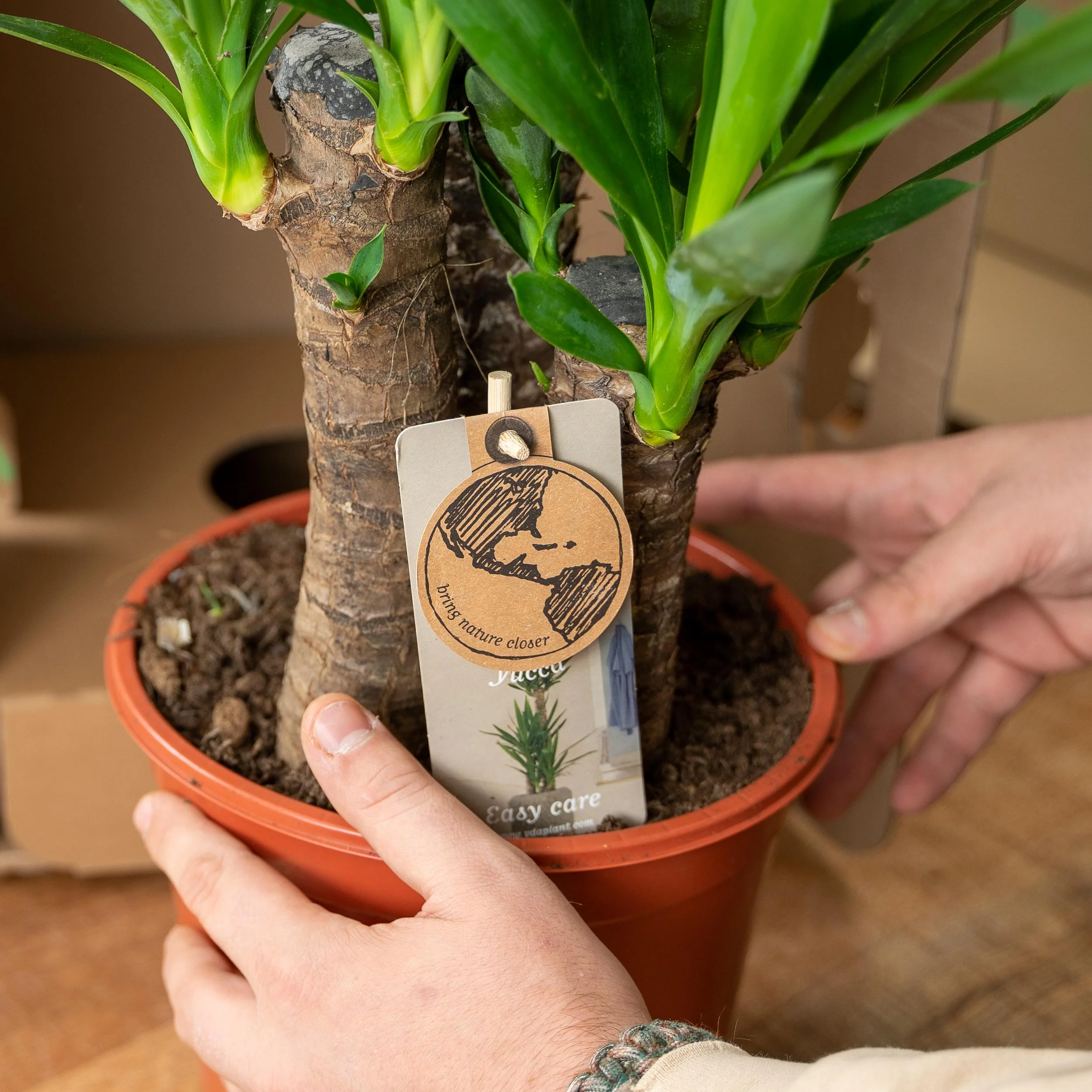 Detailaufnahme der Yucca Pflanze