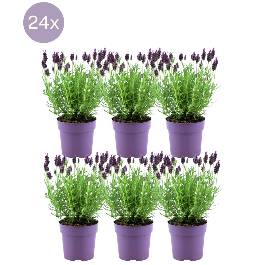 Lavendel stoechas Anouk