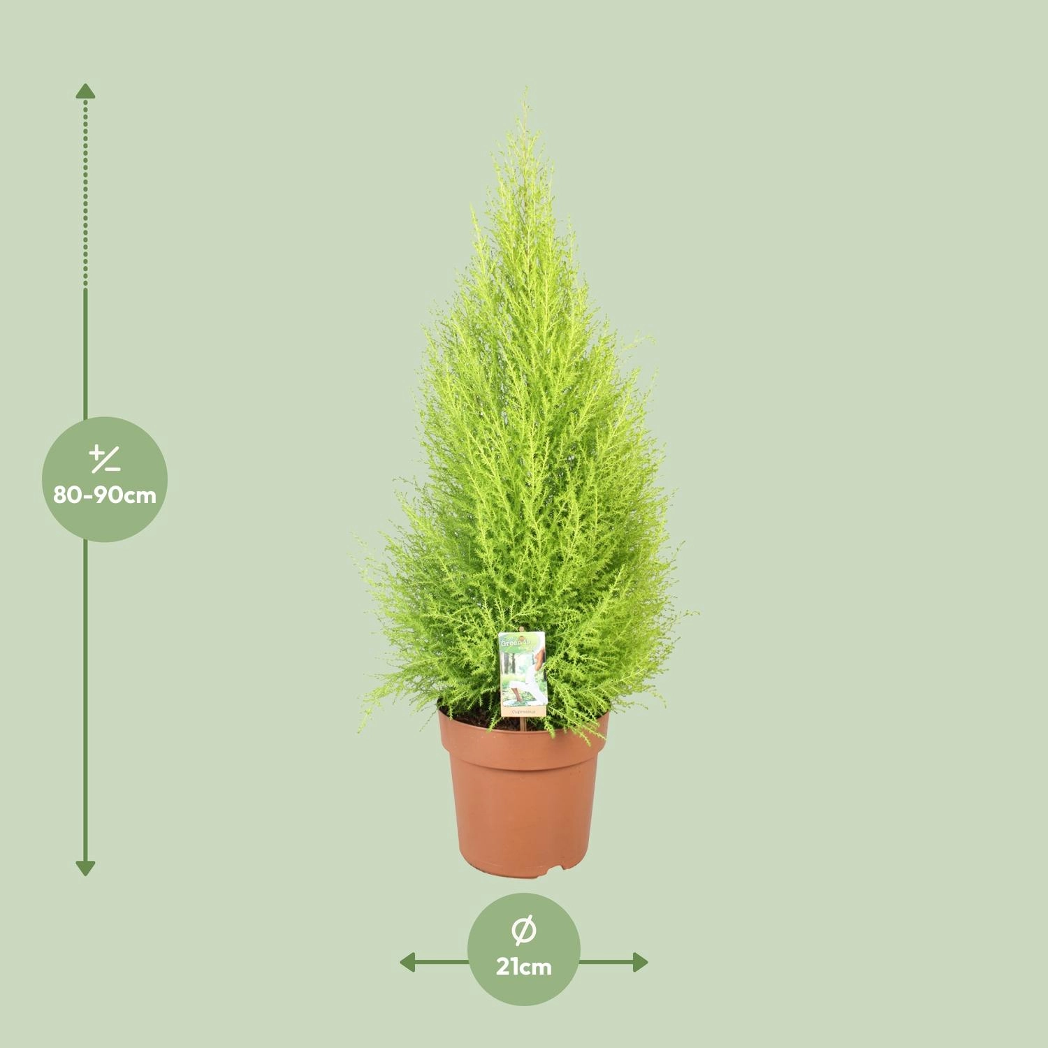 Kompakte Zeder im Garten