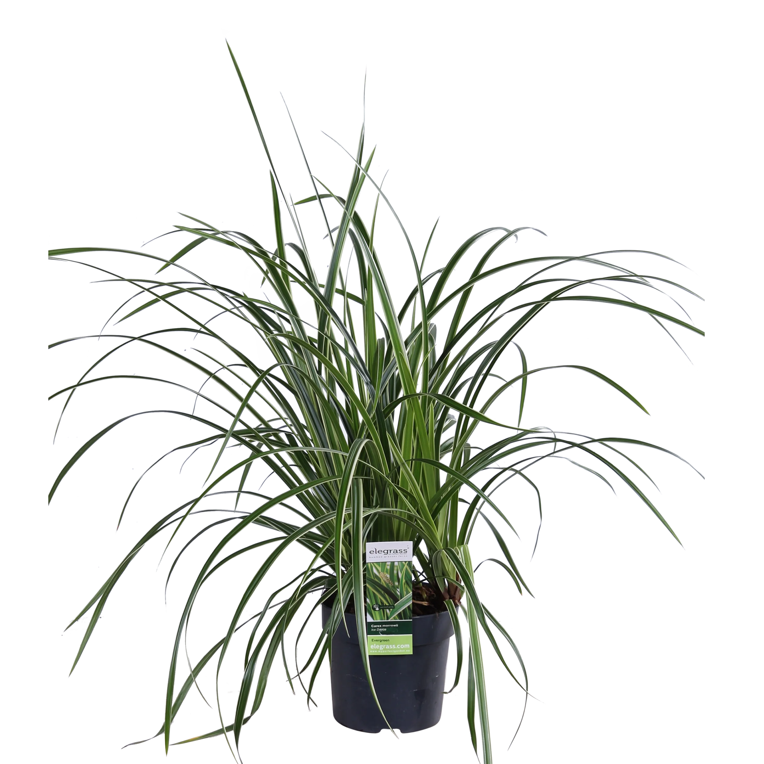 Carex Ice Dance Ziergras