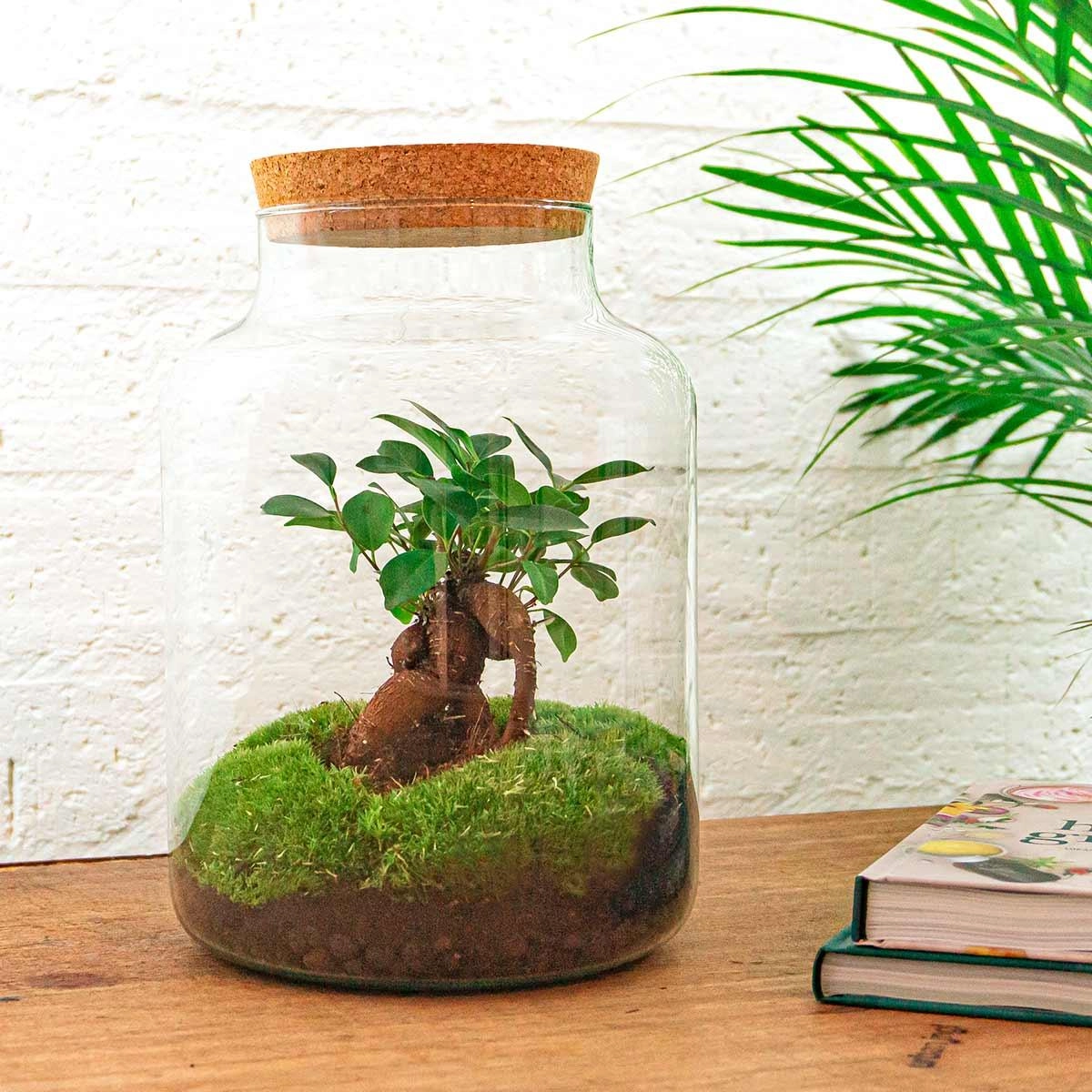 DIY Terrarium Set mit natürlichen Elementen