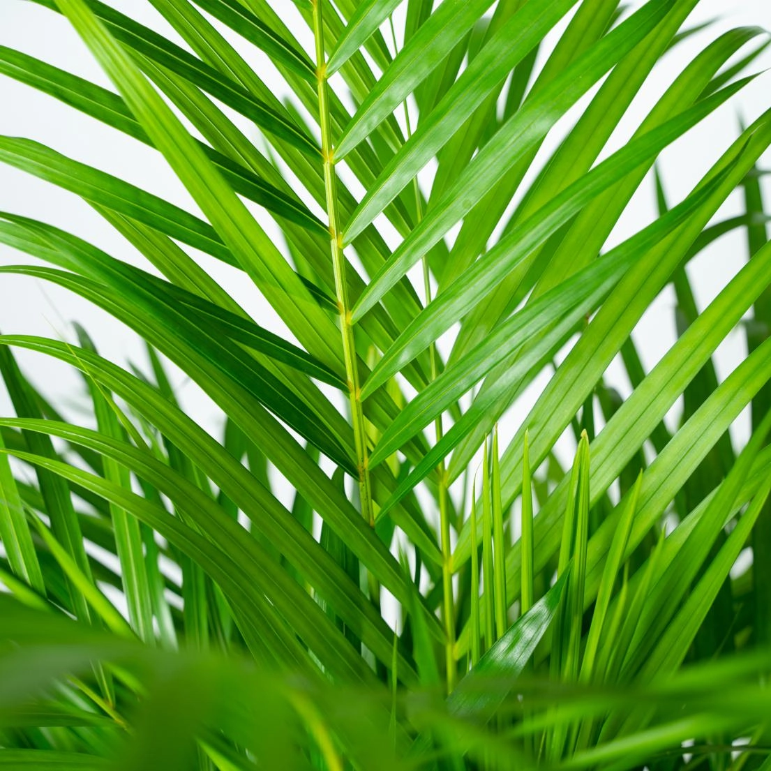 Areca-Palme – Zimmerpflanze