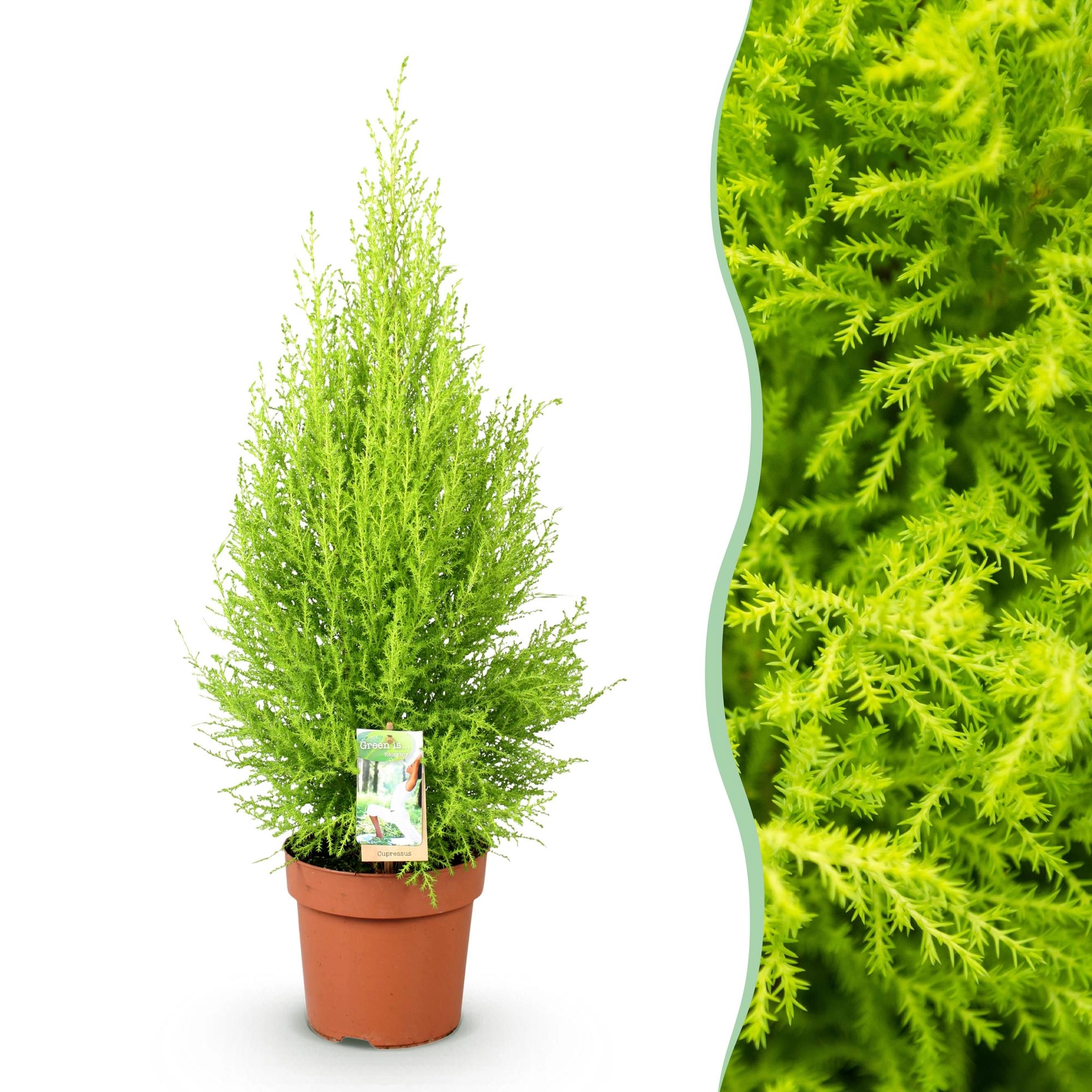 Cupressus Gold Crest Wilma Zimmerpflanze