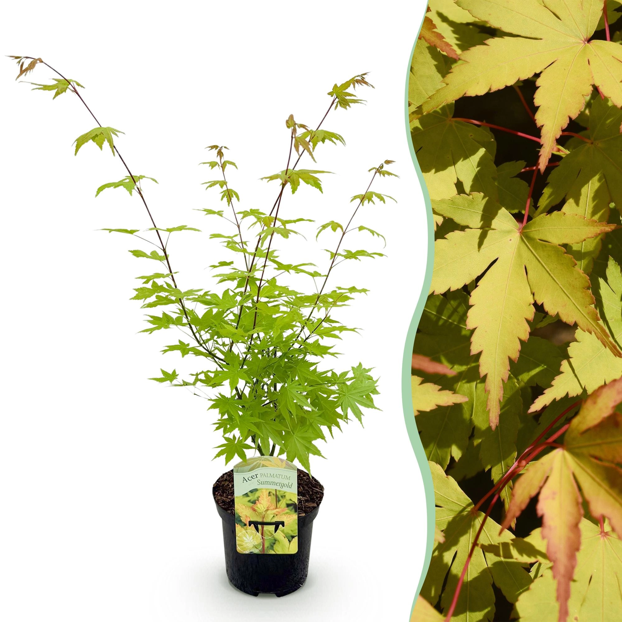 Acer palmatum Summergold - goldgelber japanischer Ahorn