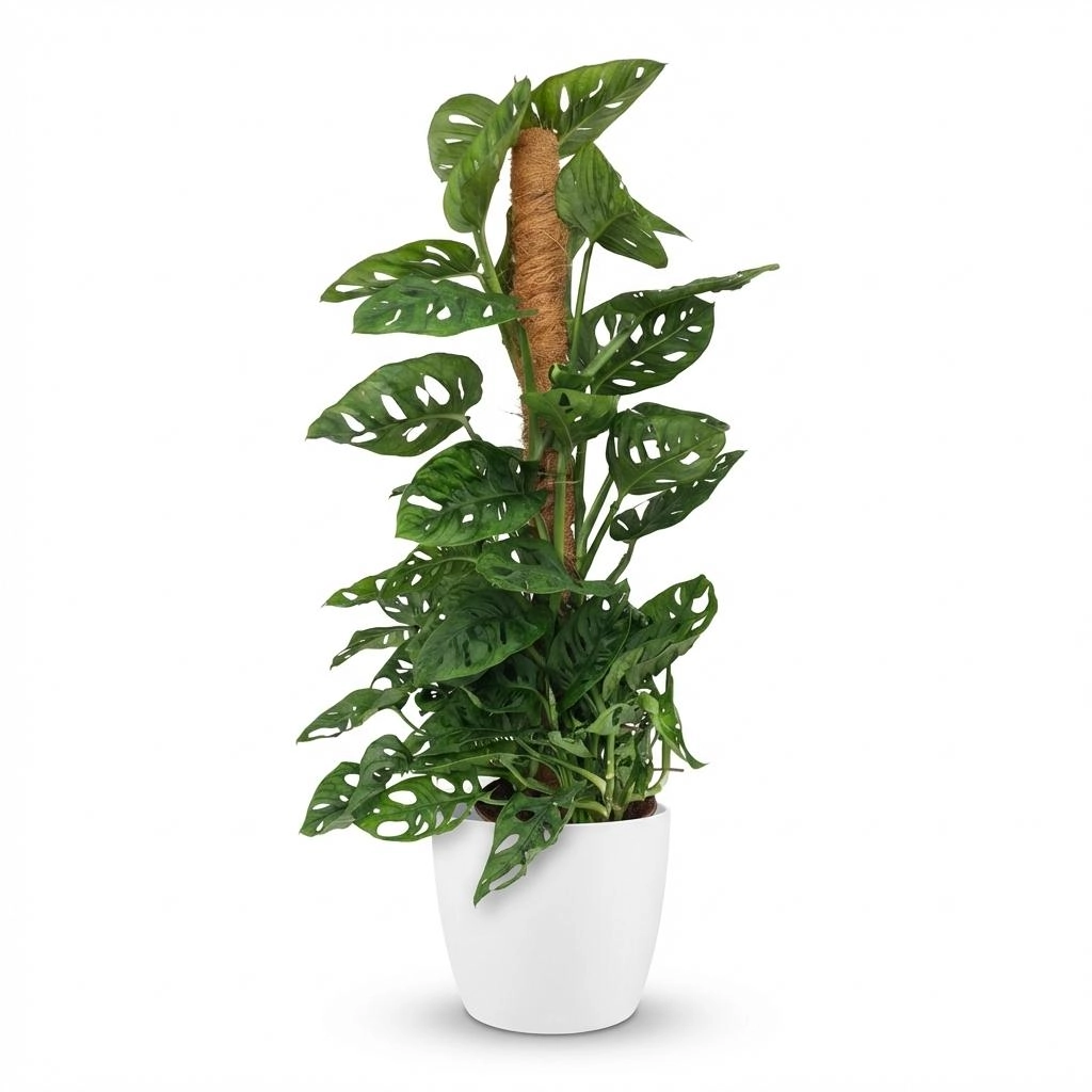 Monstera Adansonii - Herrliche Kletterpflanze mit Löchern