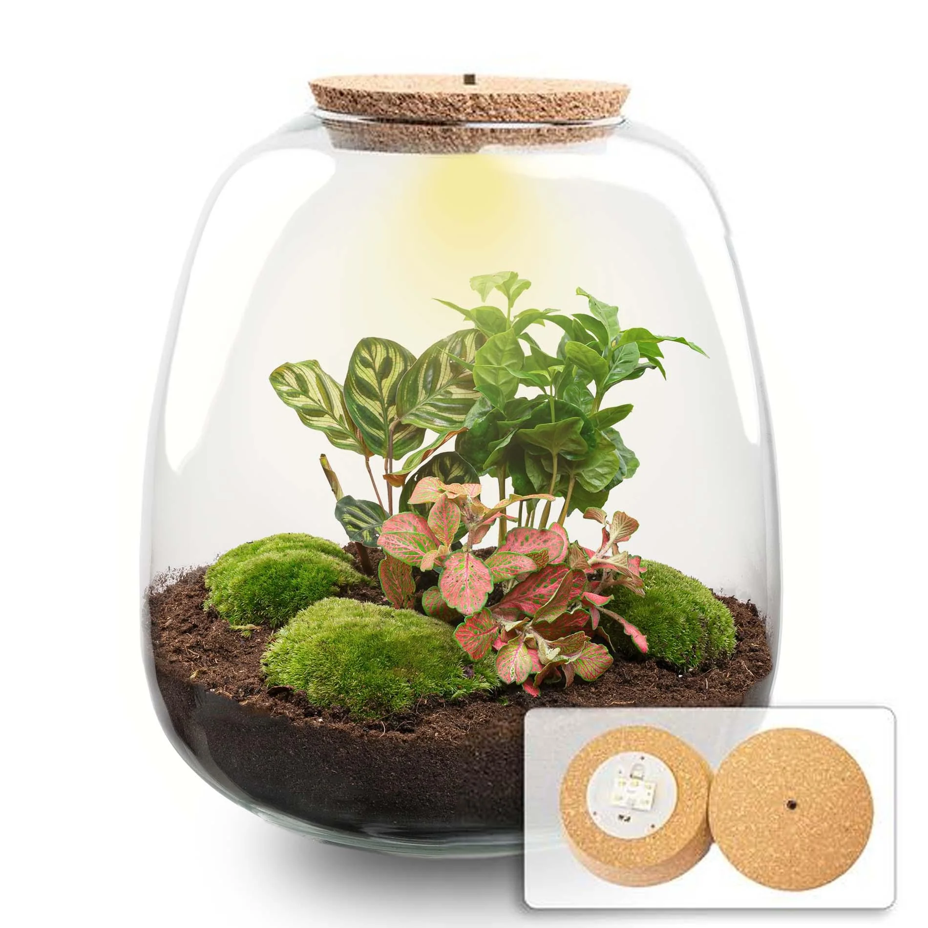 DIY Pflanzen Terrarium Setup