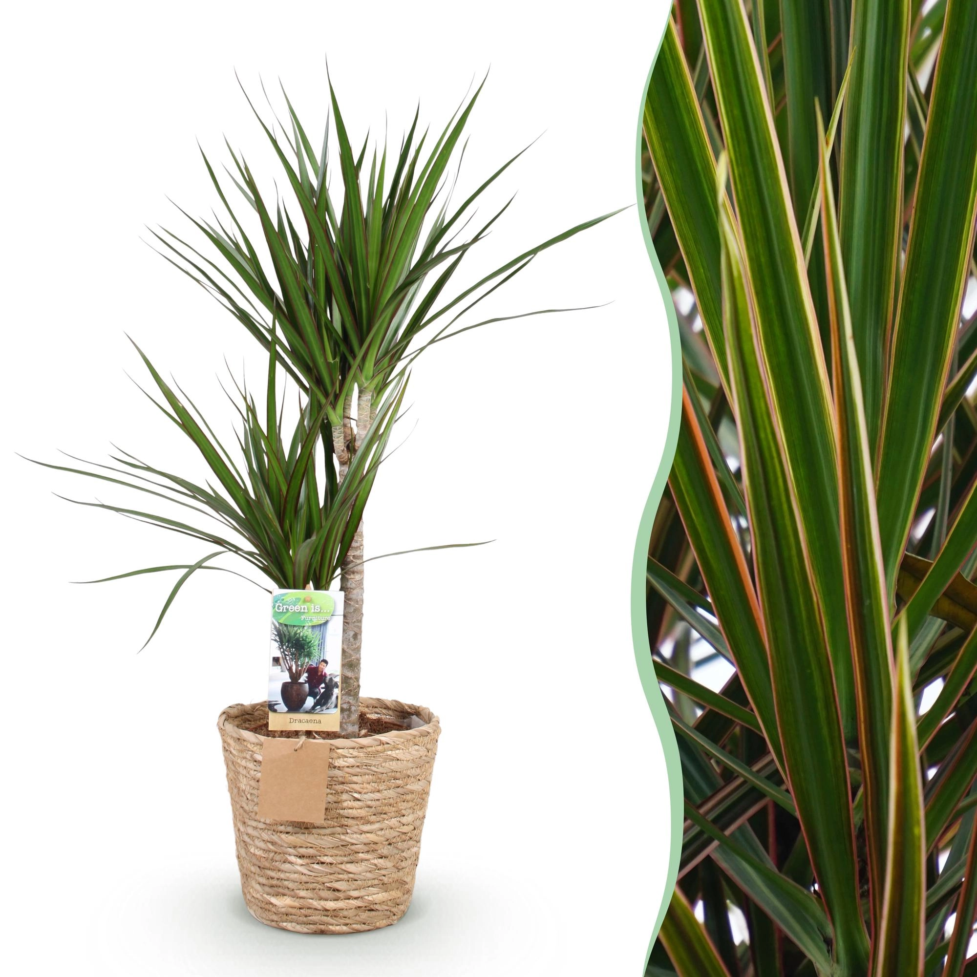 Dracaena Marginata Zimmerpflanze