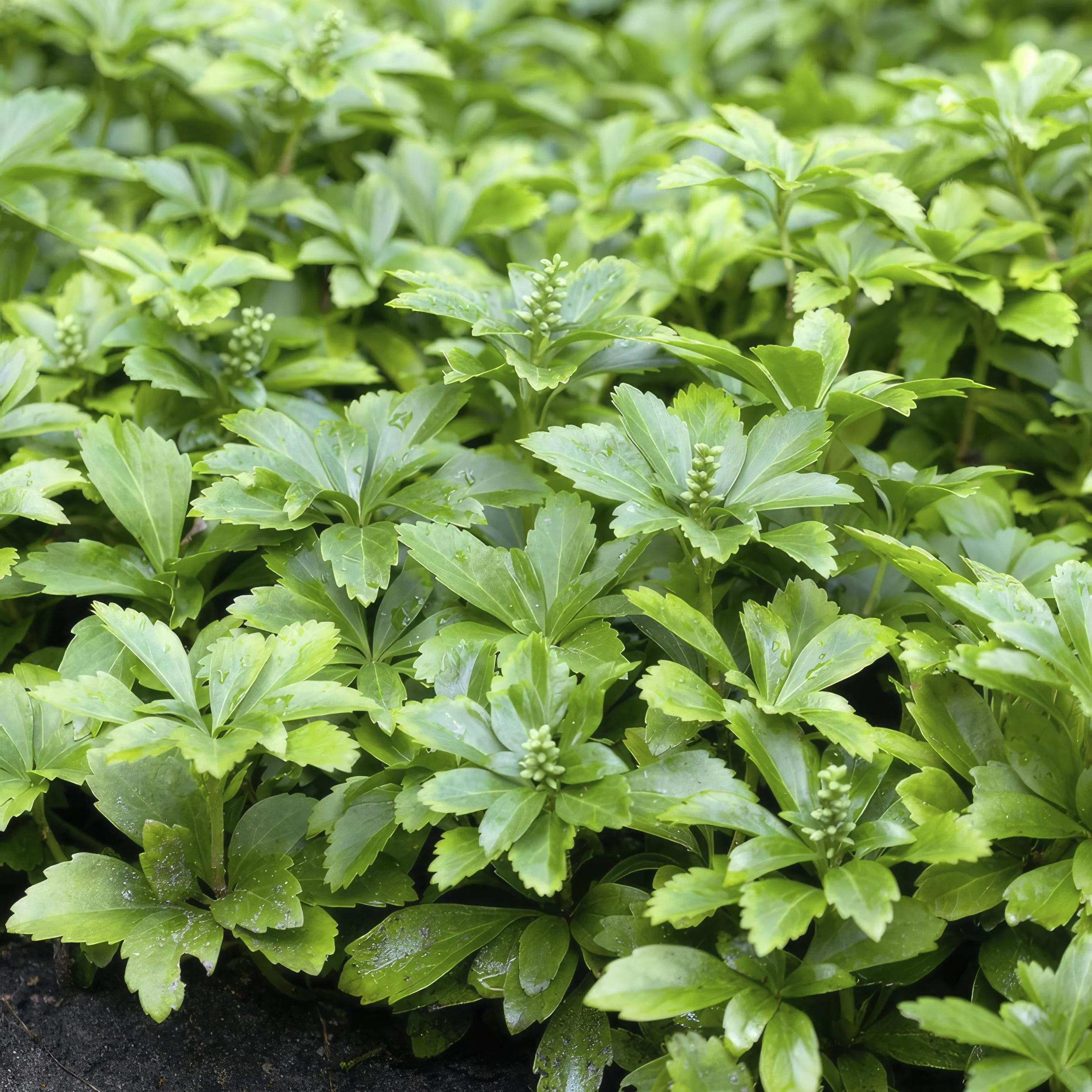 Pachysandra terminalis 'Green Carpet'
