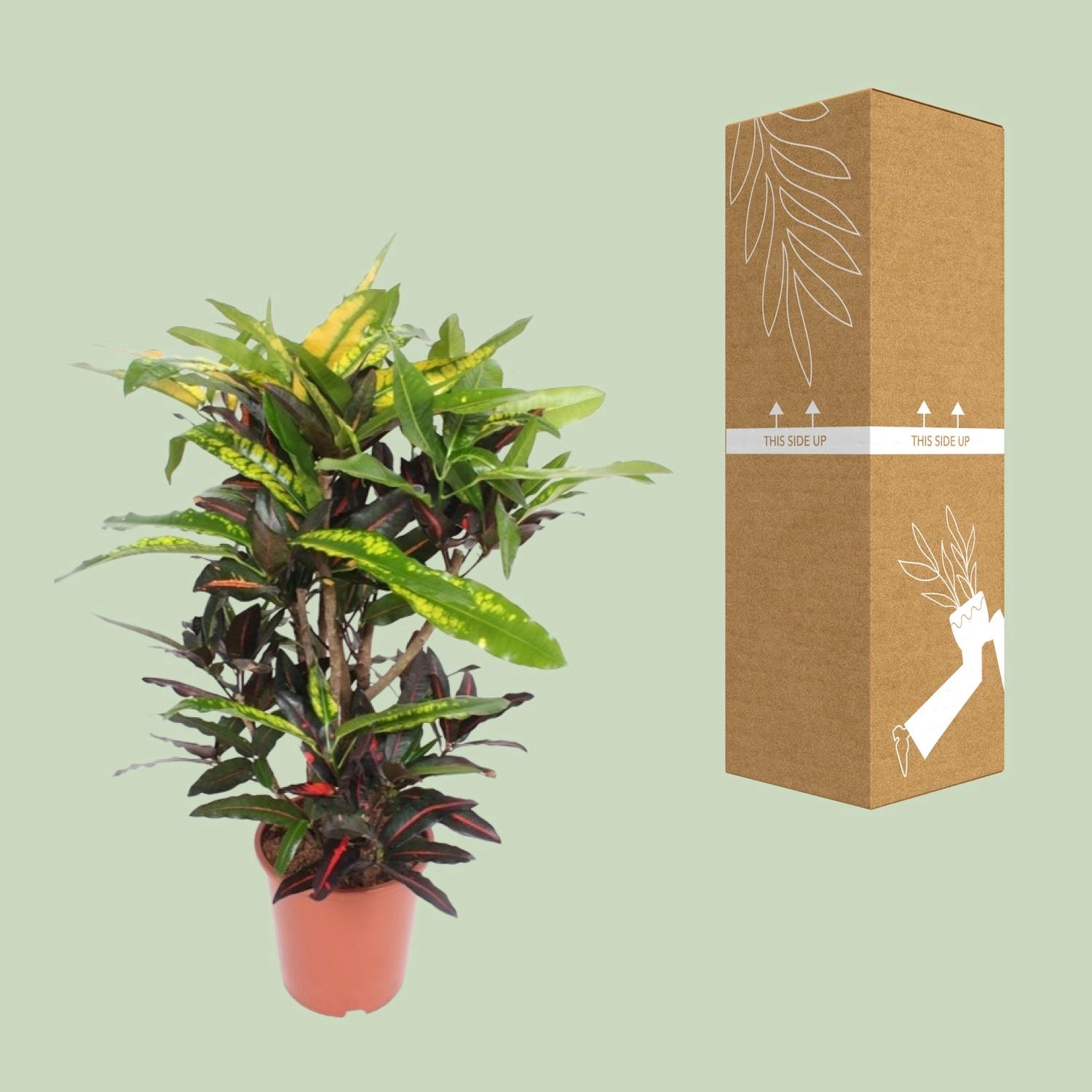 Detailansicht der Codiaeum Mango Pflanze