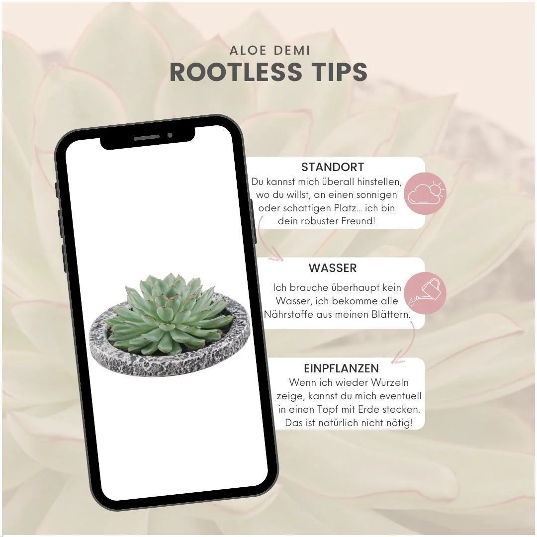 Echeveria Pulidonis als Pflanze