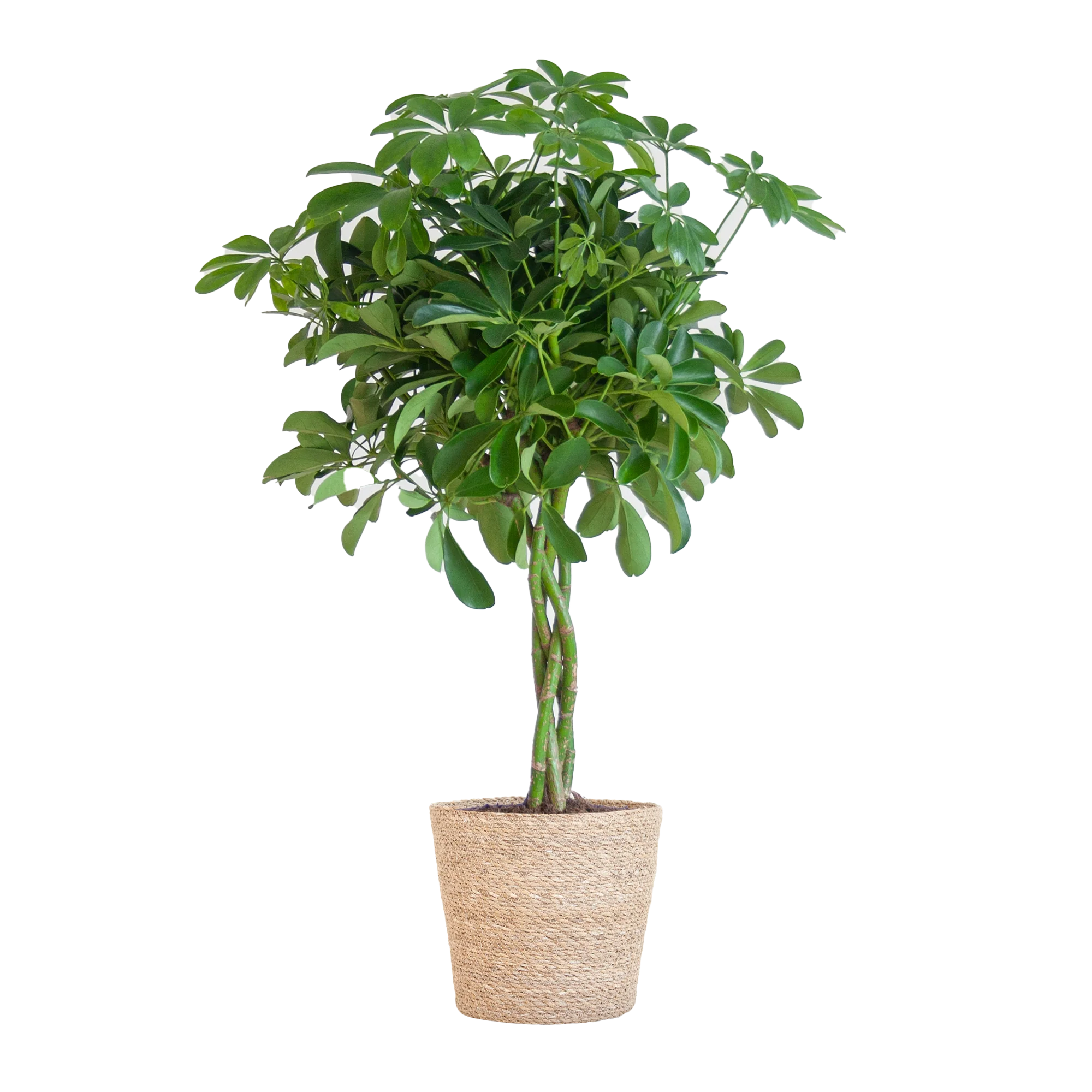 Schefflera Arboricola Nora in Blumentopf
