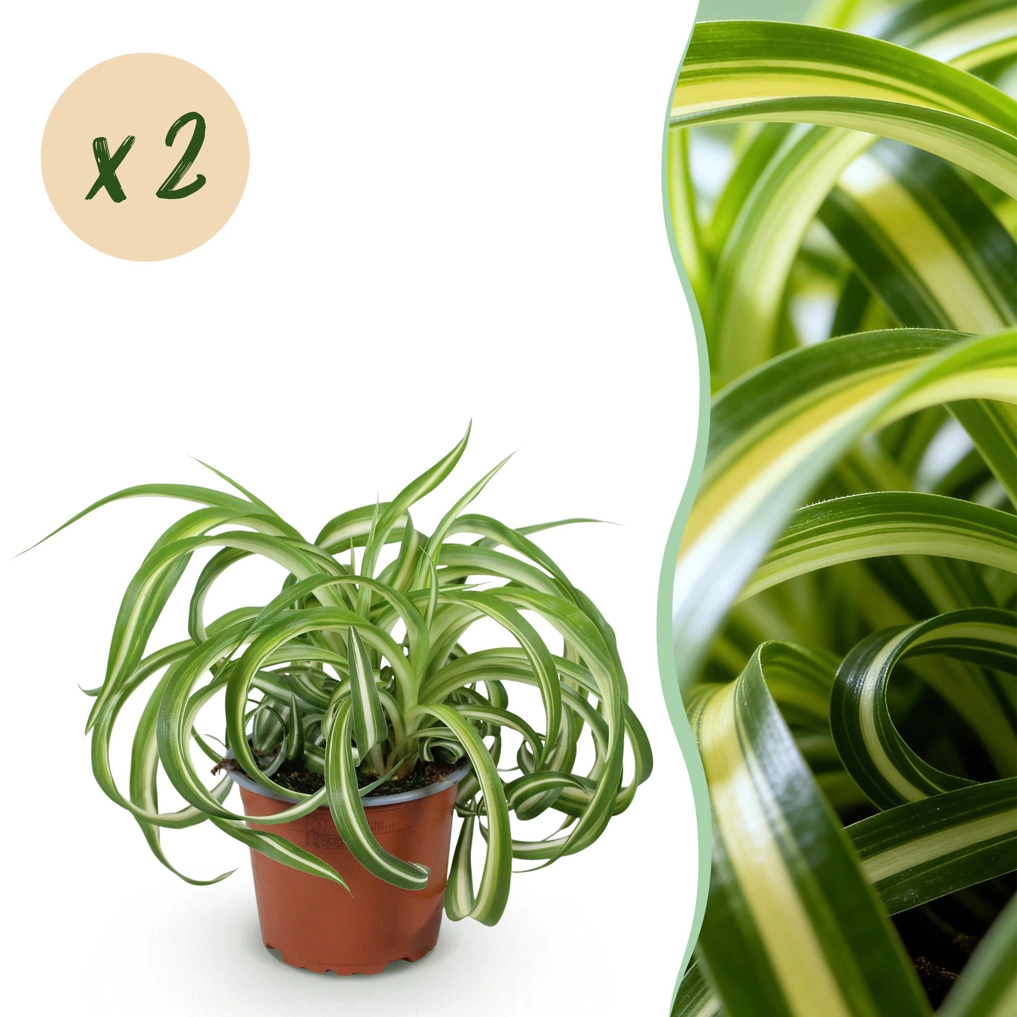 Chlorophytum comosum Bonnie Pflanze
