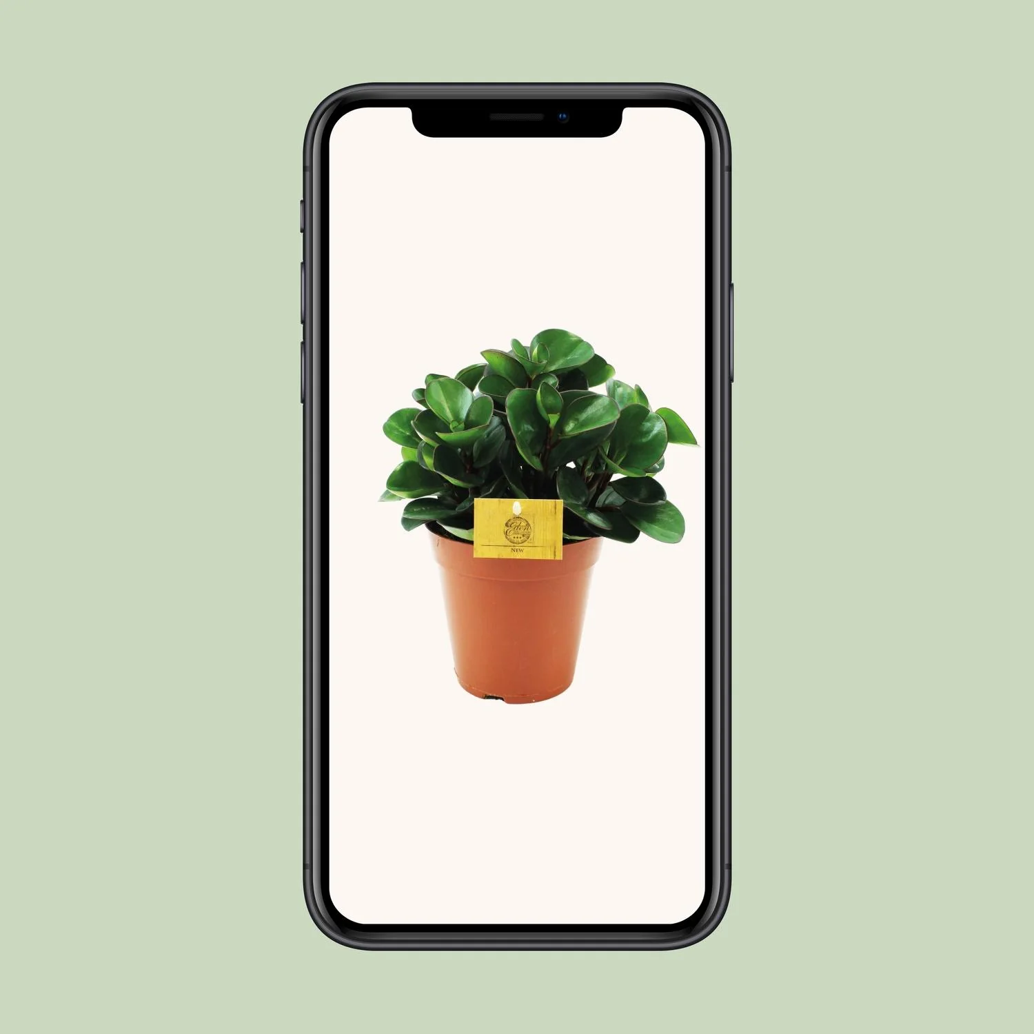 Peperomia Burning Bush – Detailansicht