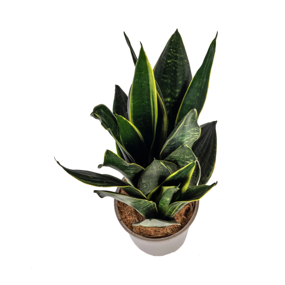 Sansevieria Trifasciata Futura Black - Ansicht