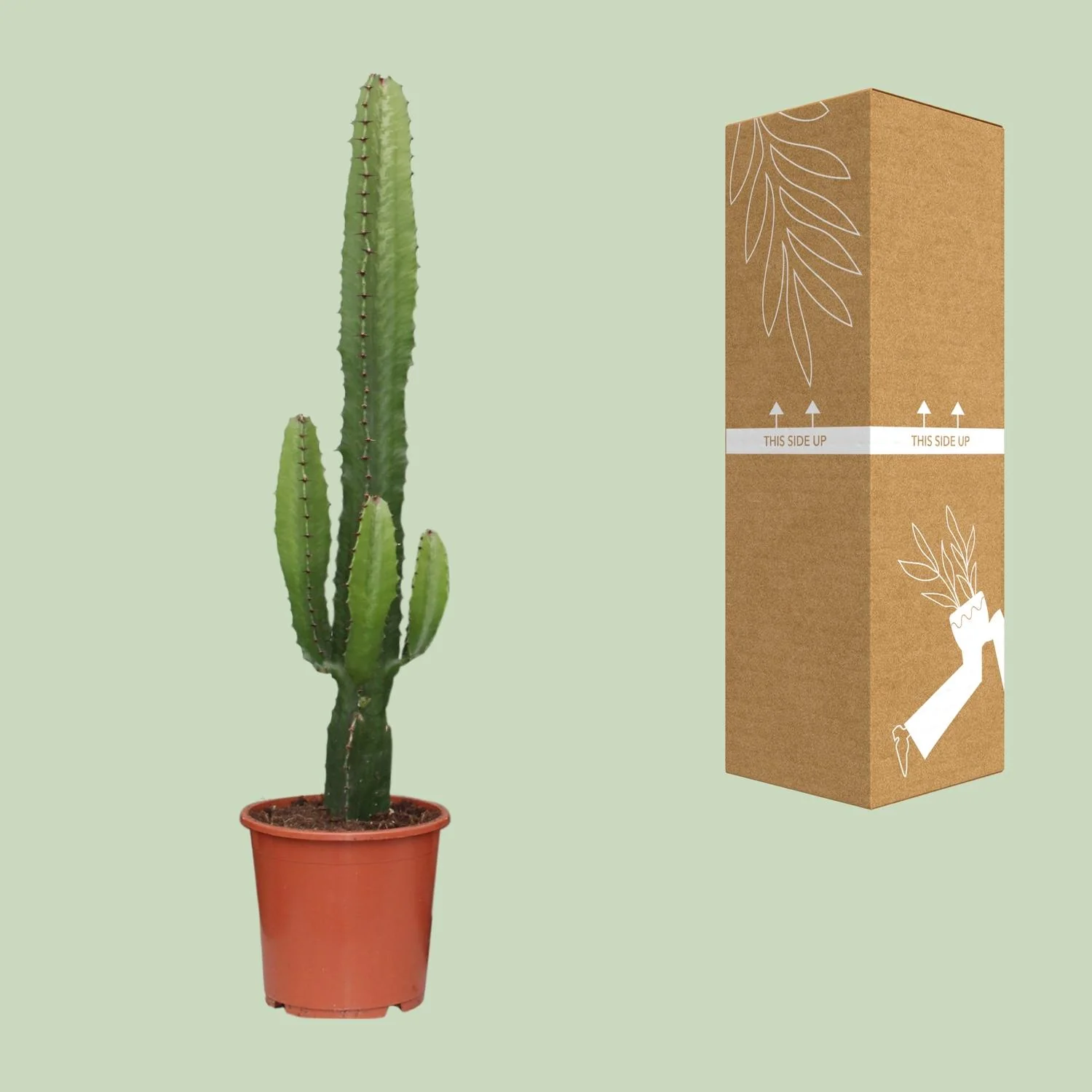 Euphorbia Acrurensis Bild 2