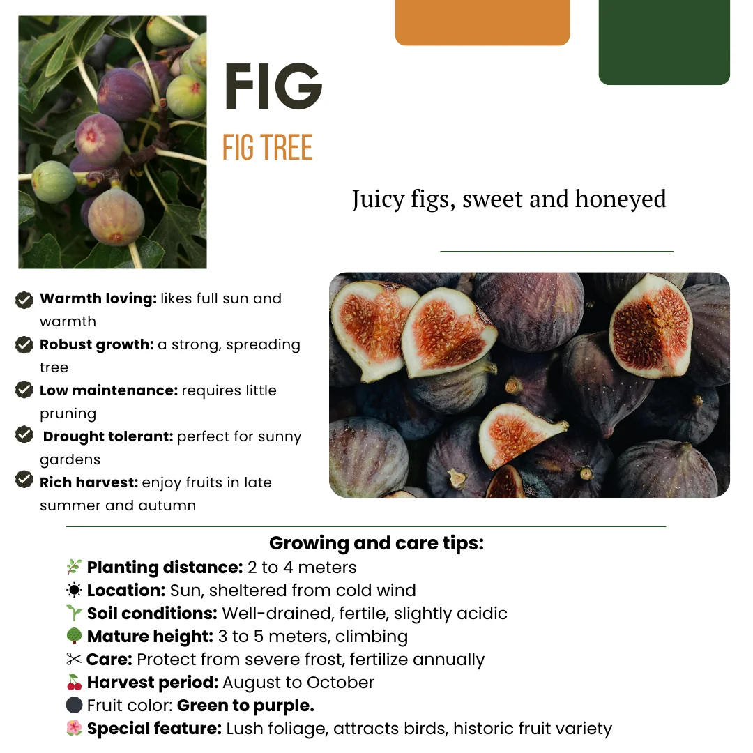 Gartenansicht mit Feigenbaum