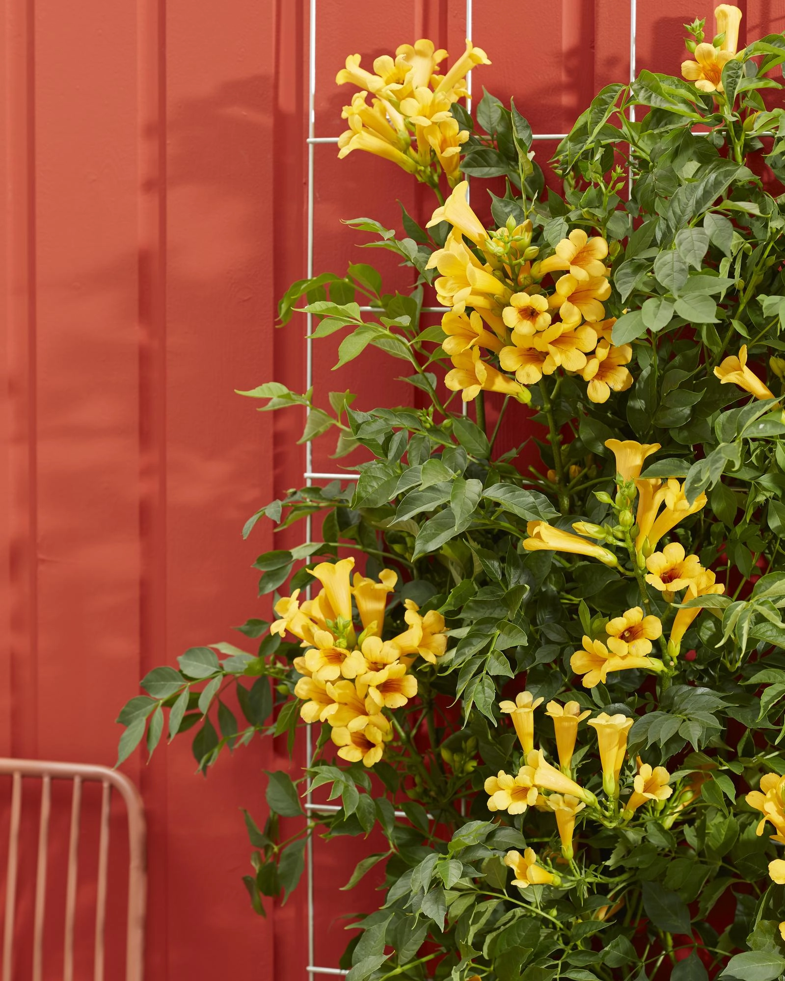 Detail: Kleberwurzeln und gelbe Trompetenblüten der Campsis Summer Jazz Gold