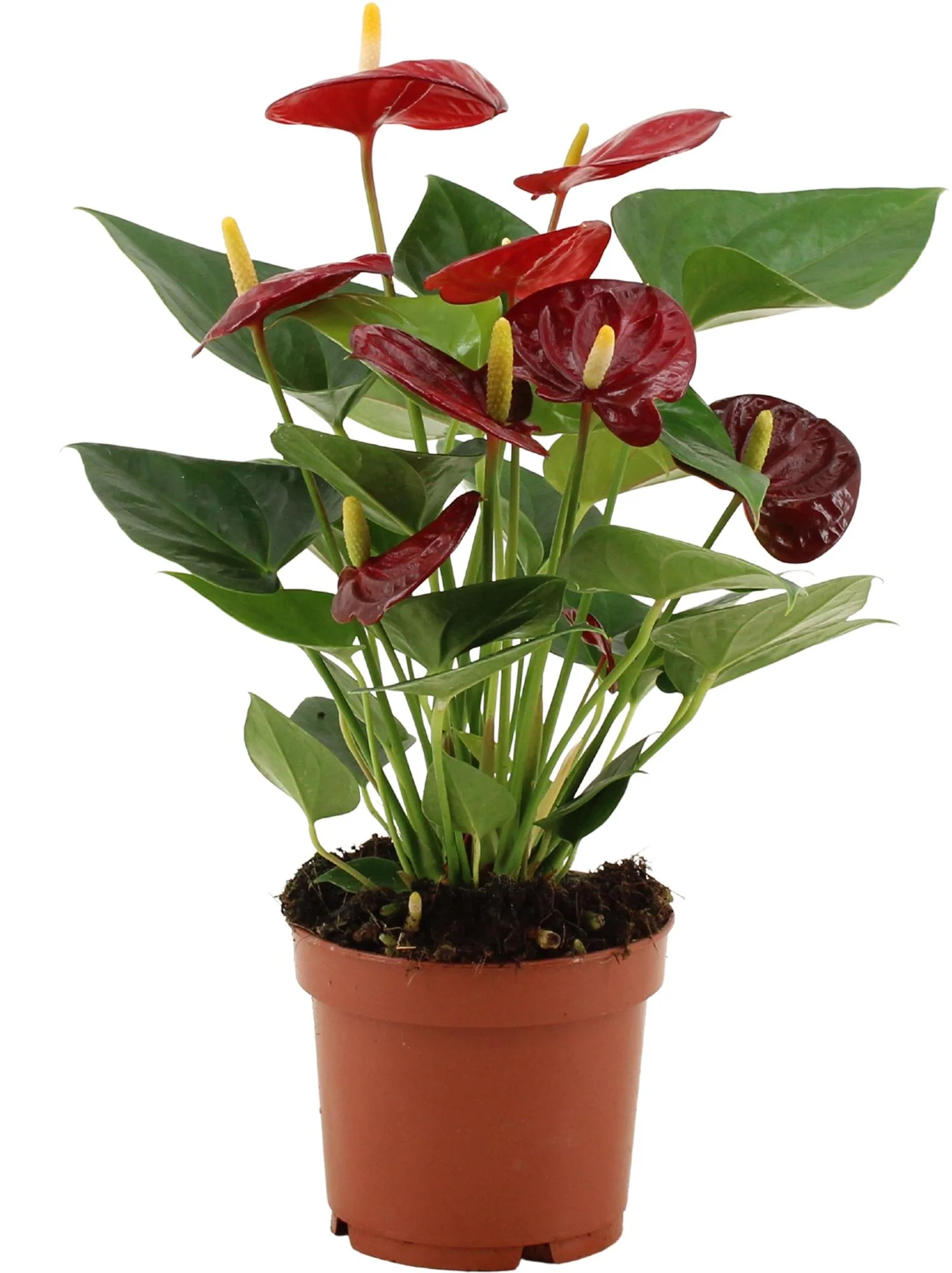 Anthurium Calon